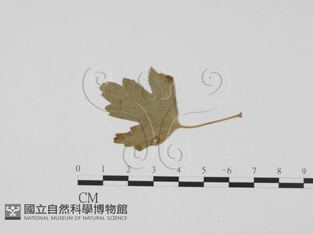 登錄號:F0011886藏品圖，第1張