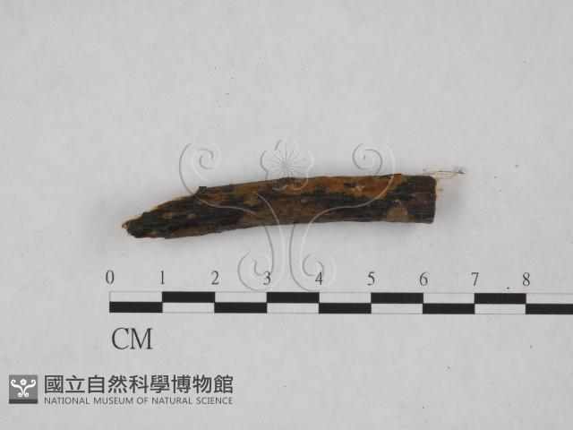 刺革菌屬藏品圖，第1張