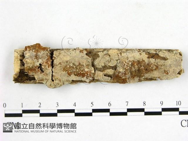 顯絲菌屬藏品圖，第1張
