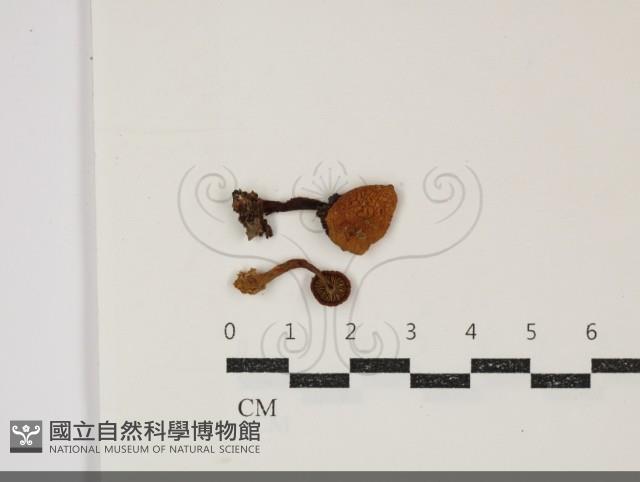 登錄號:F0034886藏品圖，第1張