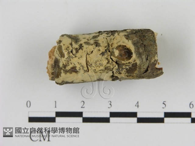 登錄號:F0002886藏品圖，第1張