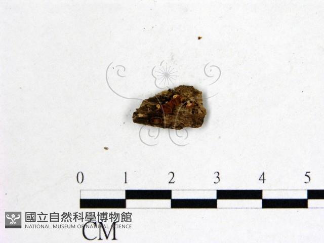 登錄號:F0012886藏品圖，第1張
