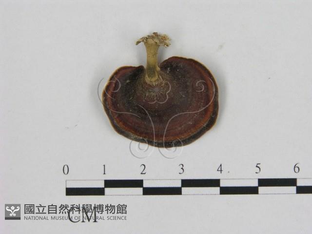 相鄰小孔菌藏品圖，第1張