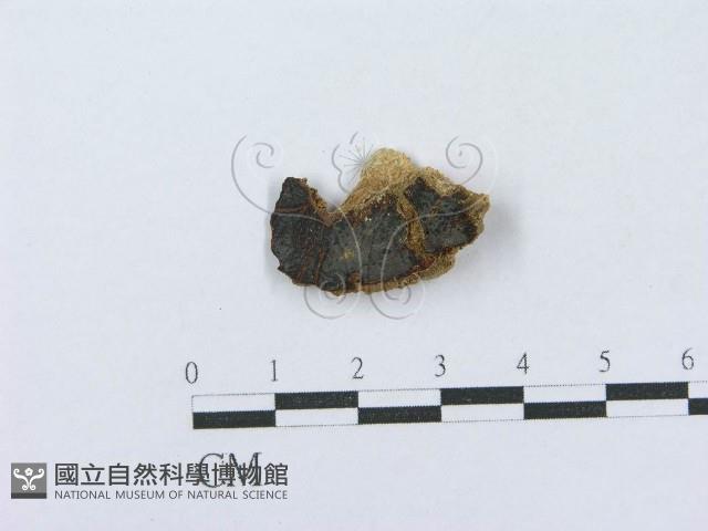 射脈菌屬藏品圖，第1張