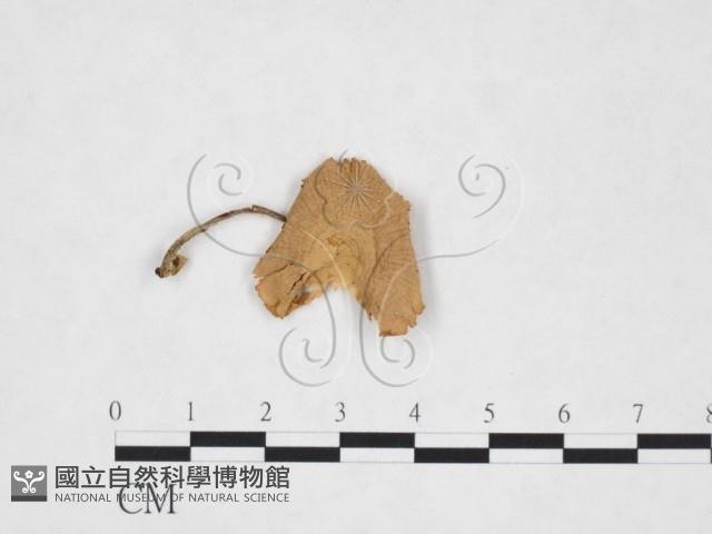 登錄號:F0025886藏品圖，第1張