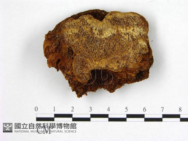 登錄號:F0005886藏品圖，第1張