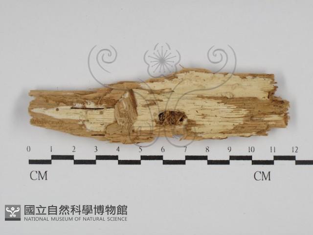 登錄號:F0029886藏品圖，第1張