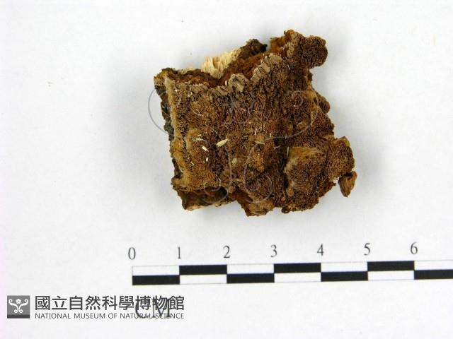 登錄號:F0019886藏品圖，第1張
