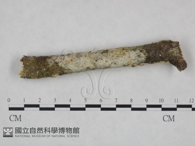 登錄號:F0023886藏品圖，第1張