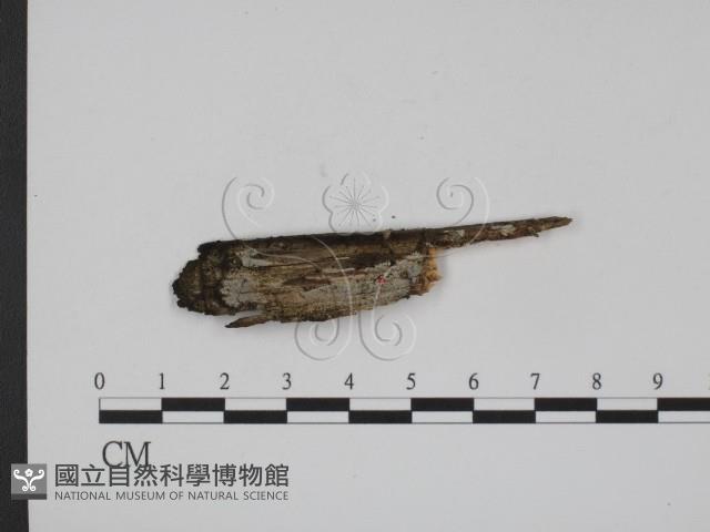 登錄號:F0003886藏品圖，第1張