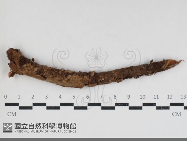 登錄號:F0033886藏品圖，第1張