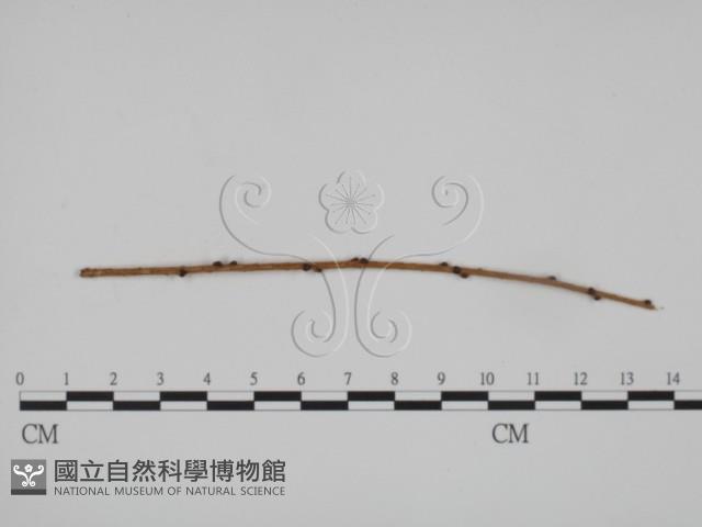 登錄號:F0018986藏品圖，第1張