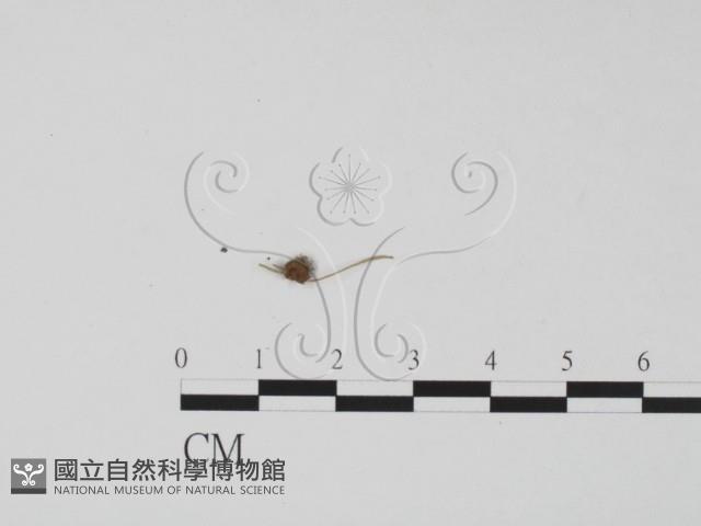 登錄號:F0000986藏品圖，第1張