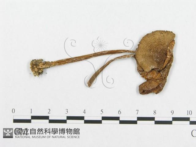 登錄號:F0010986藏品圖，第1張