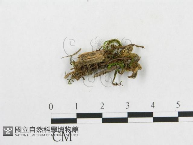 登錄號:F0016986藏品圖，第1張