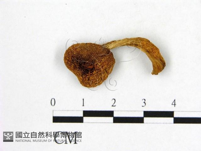 登錄號:F0021986藏品圖，第1張