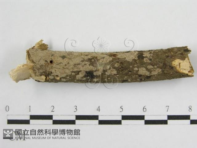 登錄號:F0011986藏品圖，第1張