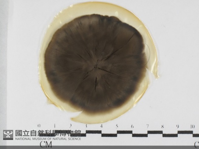 登錄號:F0031986藏品圖，第1張