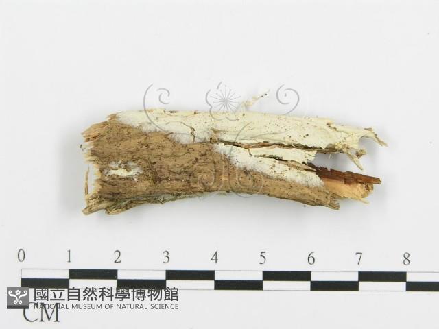 登錄號:F0004986藏品圖，第1張