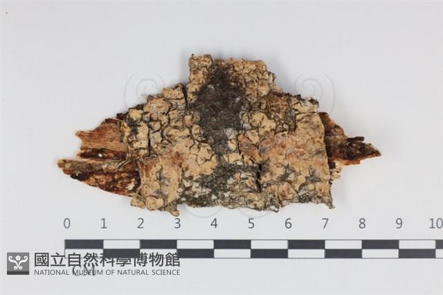 登錄號:F0034986藏品圖，第1張