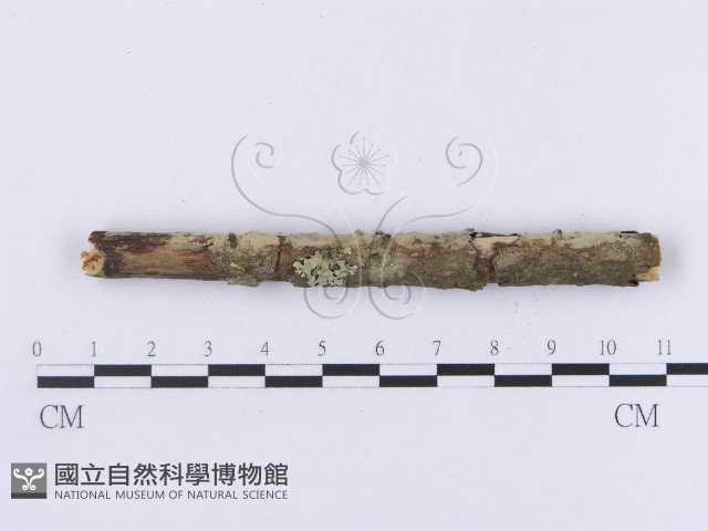 登錄號:F0002986藏品圖，第1張