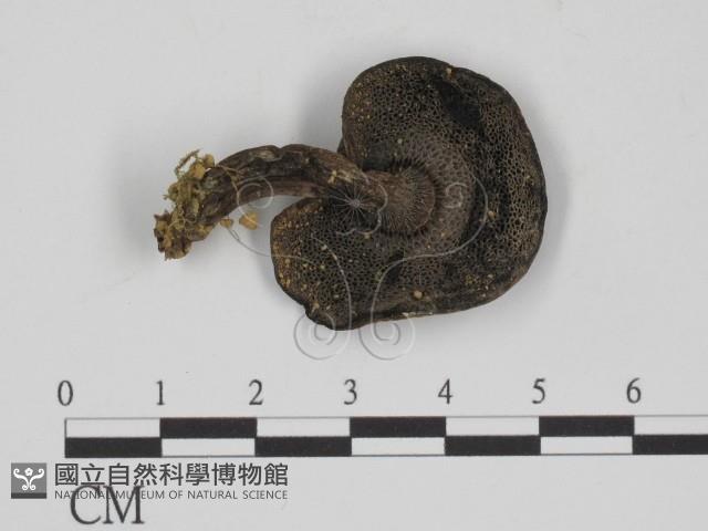 登錄號:F0012986藏品圖，第1張