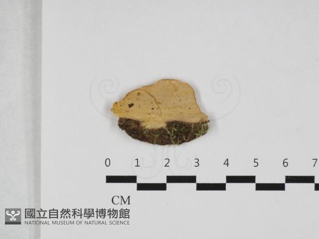 登錄號:F0032986藏品圖，第1張