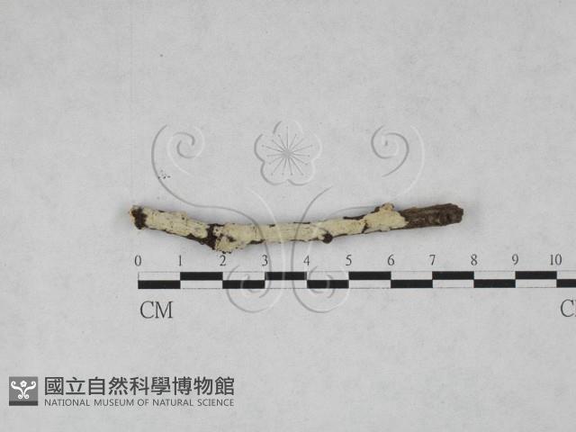 登錄號:F0027986藏品圖，第1張