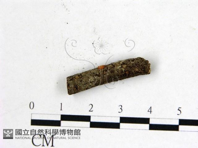 登錄號:F0007986藏品圖，第1張