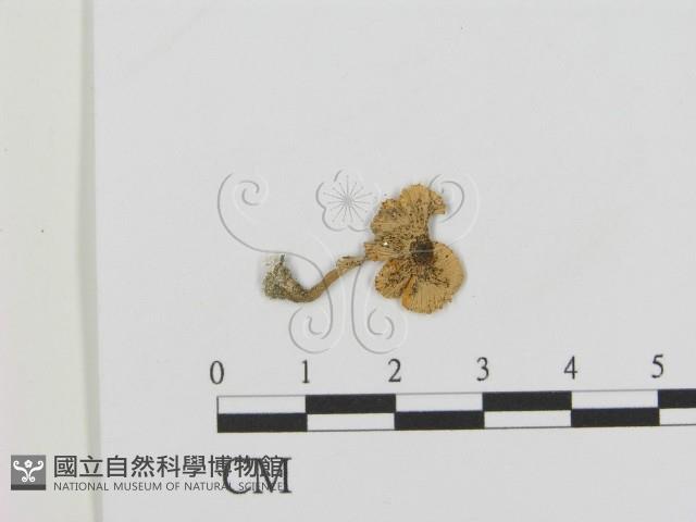 登錄號:F0015986藏品圖，第1張