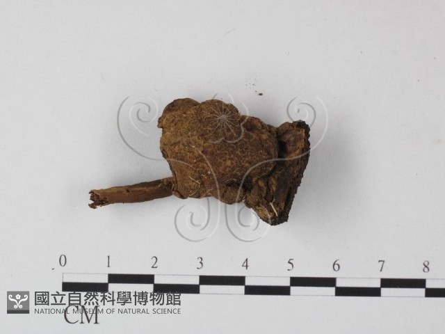登錄號:F0009986藏品圖，第1張