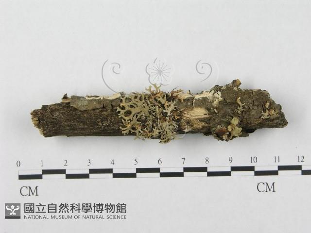 登錄號:F0003986藏品圖，第1張