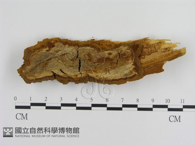 登錄號:F0013986藏品圖，第1張
