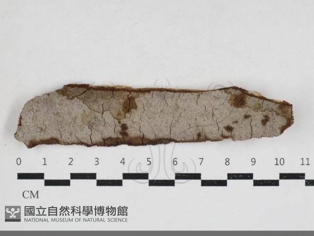 刺革菌屬藏品圖，第1張