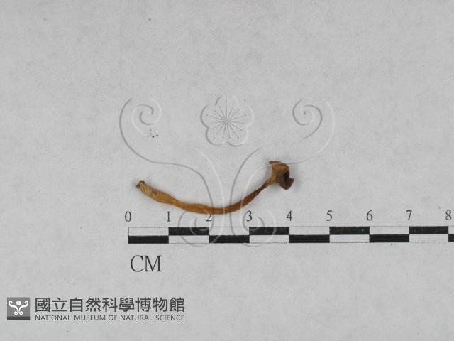 登錄號:F0028686藏品圖，第1張