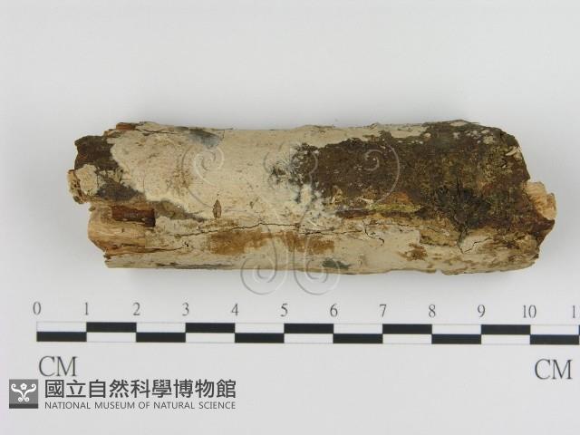刺皮菌屬藏品圖，第1張