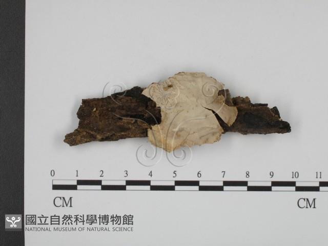 登錄號:F0018686藏品圖，第1張