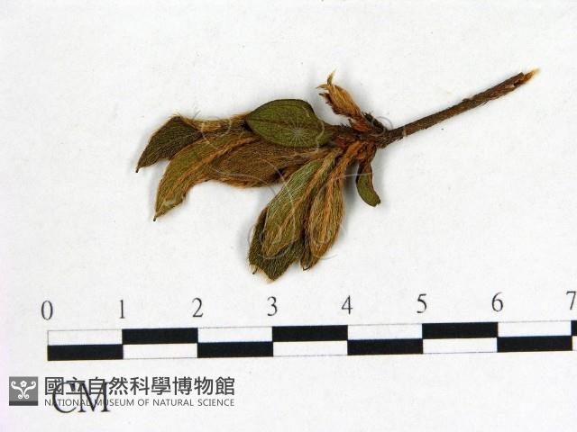登錄號:F0020686藏品圖，第1張