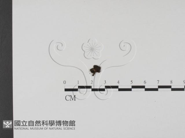 登錄號:F0000686藏品圖，第1張