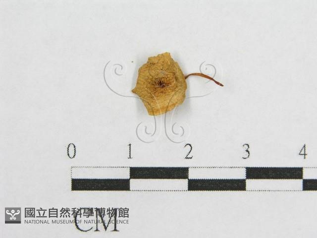 登錄號:F0010686藏品圖，第1張