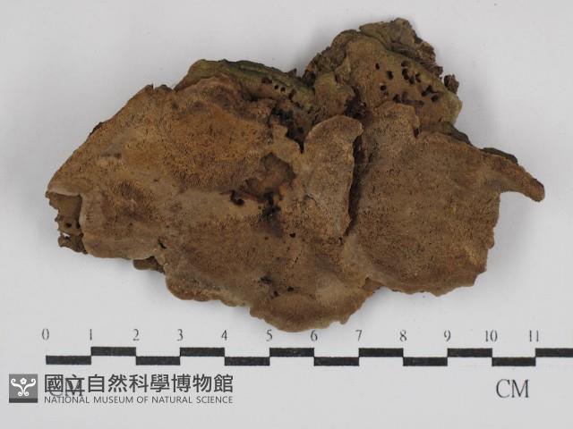 登錄號:F0030686藏品圖，第1張