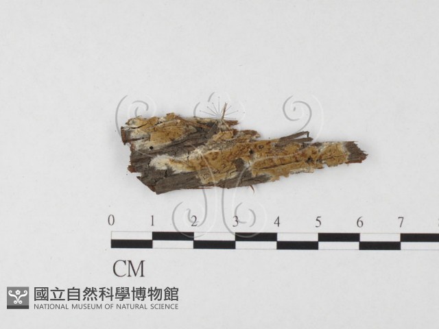 登錄號:F0026686藏品圖，第1張