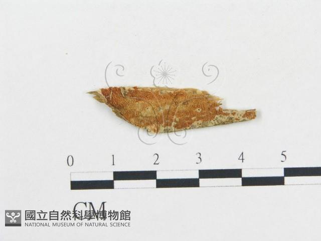 登錄號:F0006686藏品圖，第1張