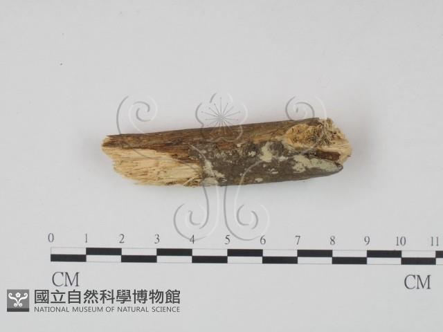 登錄號:F0021686藏品圖，第1張