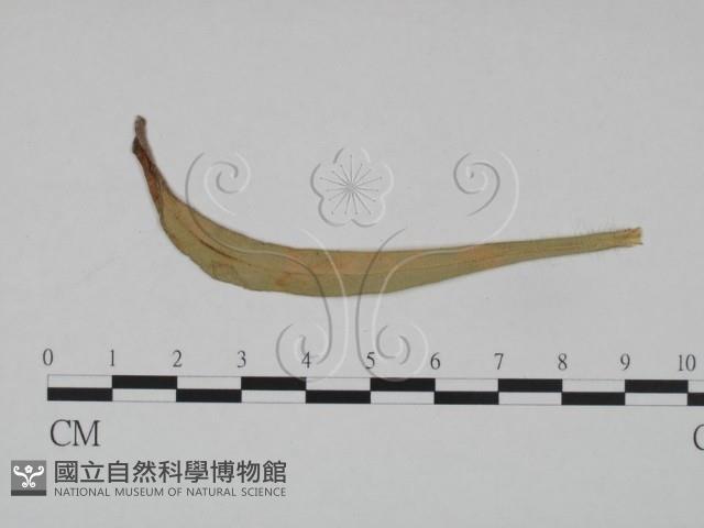登錄號:F0011686藏品圖，第1張