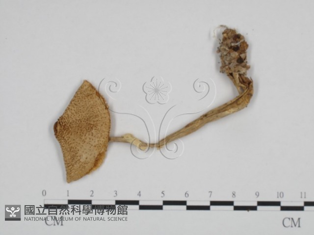 登錄號:F0024686藏品圖，第1張