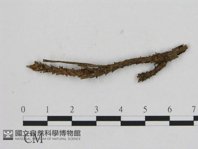 登錄號:F0004686藏品圖，第1張