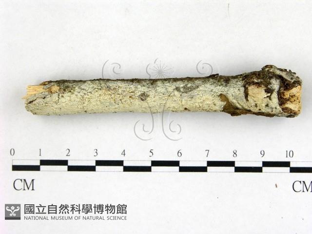 登錄號:F0022686藏品圖，第1張