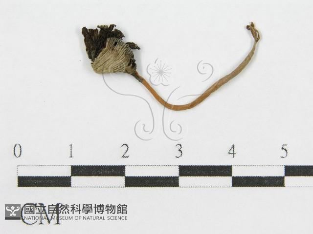 登錄號:F0002686藏品圖，第1張