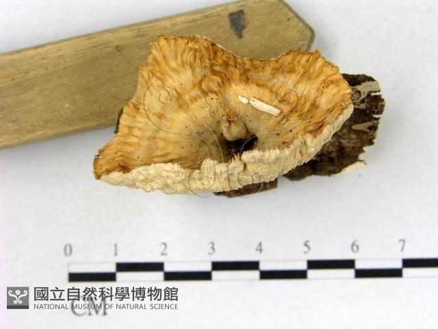 優雅波邊革菌藏品圖，第1張